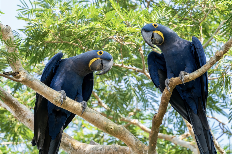Two rare and endangered Hyacinth Macaws sitting in a tree and looking at the photographer at Pouso Alegre Lodge, Northern Pantanal, Mato Grosso State, Brazil